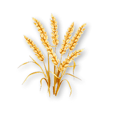Grain
